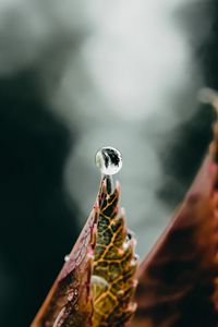 Preview wallpaper drop, water, leaf, macro