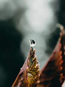 Preview wallpaper drop, water, leaf, macro
