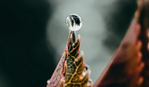 Preview wallpaper drop, water, leaf, macro