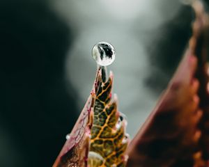 Preview wallpaper drop, water, leaf, macro