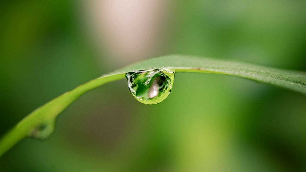 Wallpaper drop, water, leaf, curve, blur, macro