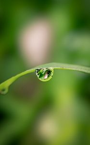 Preview wallpaper drop, water, leaf, curve, blur, macro