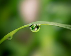 Preview wallpaper drop, water, leaf, curve, blur, macro