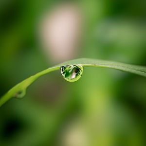 Preview wallpaper drop, water, leaf, curve, blur, macro