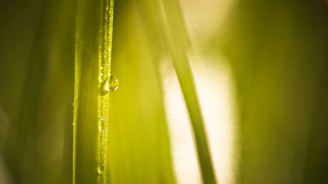 Wallpaper drop, water, light, plant, macro, green