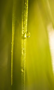 Preview wallpaper drop, water, light, plant, macro, green