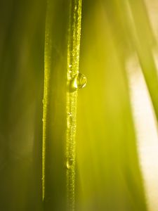 Preview wallpaper drop, water, light, plant, macro, green