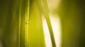 Preview wallpaper drop, water, light, plant, macro, green
