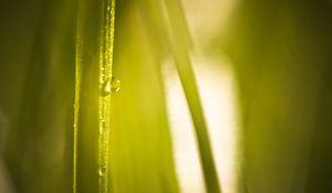 Preview wallpaper drop, water, light, plant, macro, green