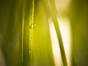 Preview wallpaper drop, water, light, plant, macro, green