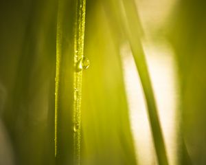 Preview wallpaper drop, water, light, plant, macro, green