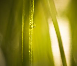 Preview wallpaper drop, water, light, plant, macro, green