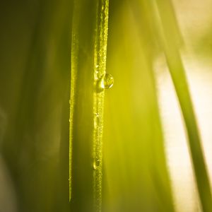 Preview wallpaper drop, water, light, plant, macro, green