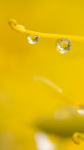 Preview wallpaper drop, water, macro, yellow