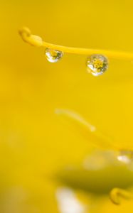 Preview wallpaper drop, water, macro, yellow