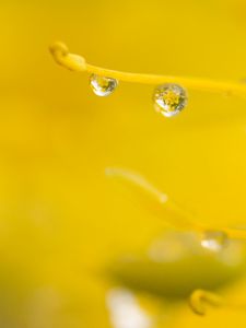 Preview wallpaper drop, water, macro, yellow