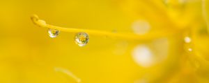 Preview wallpaper drop, water, macro, yellow