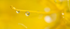 Preview wallpaper drop, water, macro, yellow