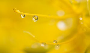 Preview wallpaper drop, water, macro, yellow