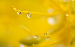 Preview wallpaper drop, water, macro, yellow