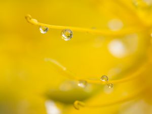 Preview wallpaper drop, water, macro, yellow