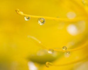 Preview wallpaper drop, water, macro, yellow