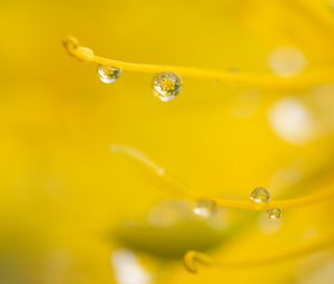 Preview wallpaper drop, water, macro, yellow