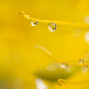 Preview wallpaper drop, water, macro, yellow