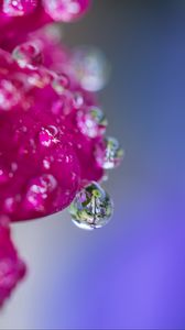 Preview wallpaper drop, water, petals, flower, macro