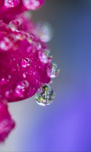 Preview wallpaper drop, water, petals, flower, macro