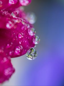 Preview wallpaper drop, water, petals, flower, macro