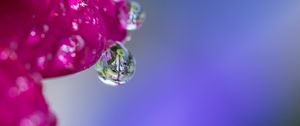 Preview wallpaper drop, water, petals, flower, macro