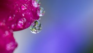 Preview wallpaper drop, water, petals, flower, macro