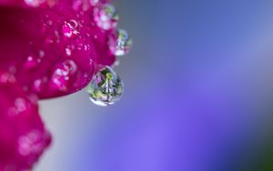 Preview wallpaper drop, water, petals, flower, macro