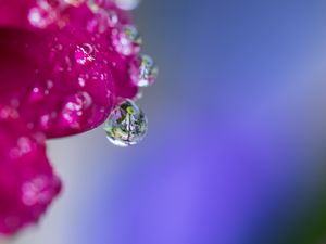 Preview wallpaper drop, water, petals, flower, macro