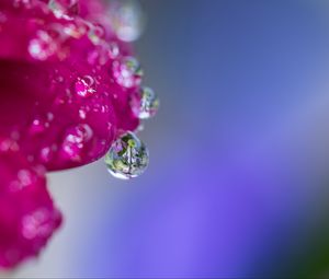 Preview wallpaper drop, water, petals, flower, macro