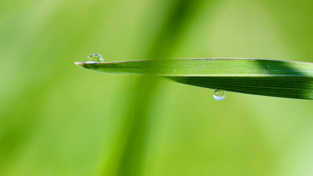 Wallpaper drop, water, rain, leaves, macro, green