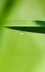 Preview wallpaper drop, water, rain, leaves, macro, green