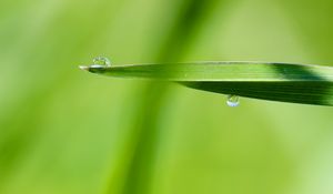 Preview wallpaper drop, water, rain, leaves, macro, green