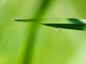 Preview wallpaper drop, water, rain, leaves, macro, green