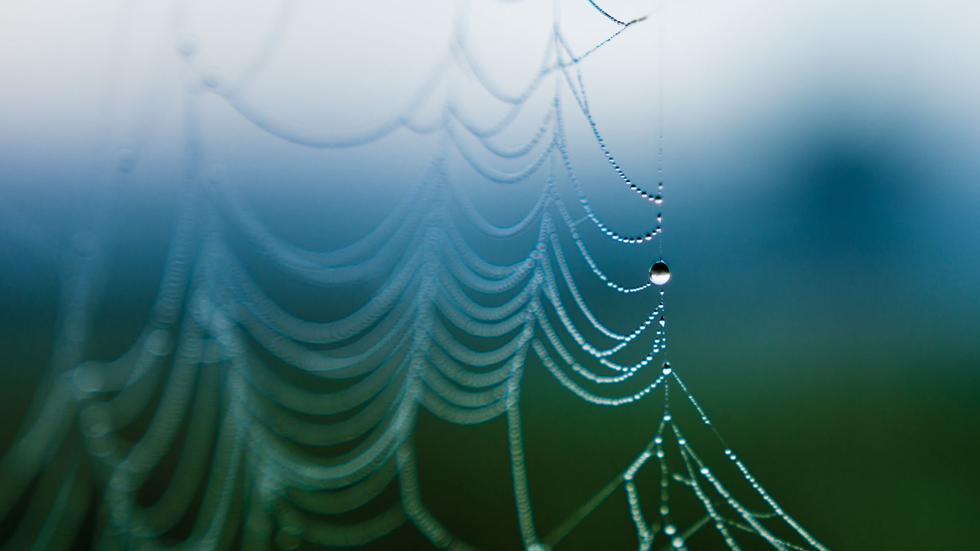 Download wallpaper 1920x1080 drop, water, web, macro full hd, hdtv, fhd ...