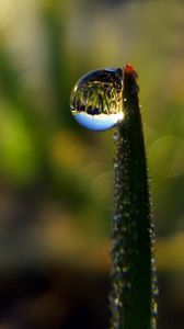 Preview wallpaper droplet, dew, grass, shape