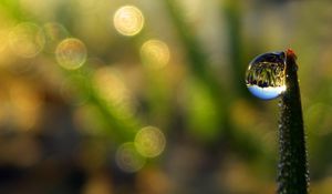 Preview wallpaper droplet, dew, grass, shape