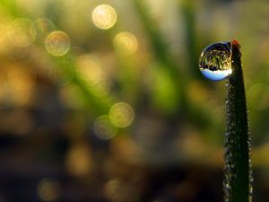 Preview wallpaper droplet, dew, grass, shape