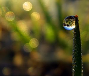 Preview wallpaper droplet, dew, grass, shape