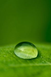 Preview wallpaper droplet, dew, leaf, surface