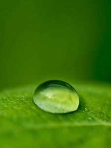 Preview wallpaper droplet, dew, leaf, surface