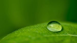 Preview wallpaper droplet, dew, leaf, surface