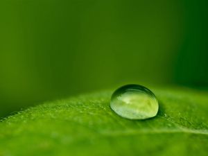 Preview wallpaper droplet, dew, leaf, surface