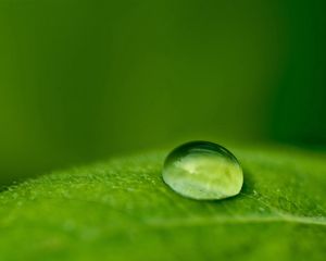 Preview wallpaper droplet, dew, leaf, surface